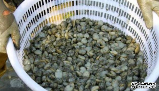 它比“小龍蝦”還受寵，味道鮮美，曾賣5元一斤，現(xiàn)想吃都買不起