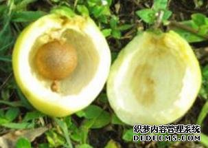 它被稱為“維C之王”，果肉甜而多汁，30元一斤，只有少數(shù)人吃過(guò)