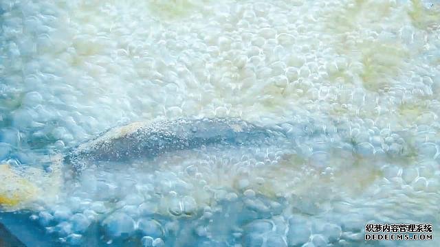 春節(jié)宅家中，捉了盆“水中人參”，寬油大火炸到焦香，很下飯