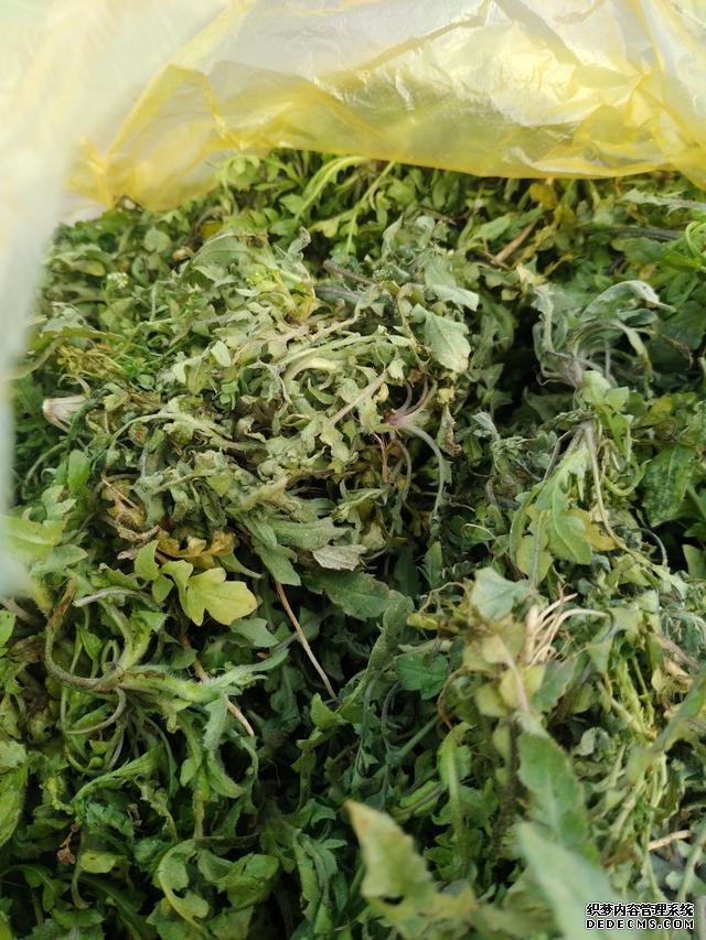 春分時節(jié)這菜要抓緊吃，再晚又得等1年，路邊隨處可見，營養(yǎng)豐富