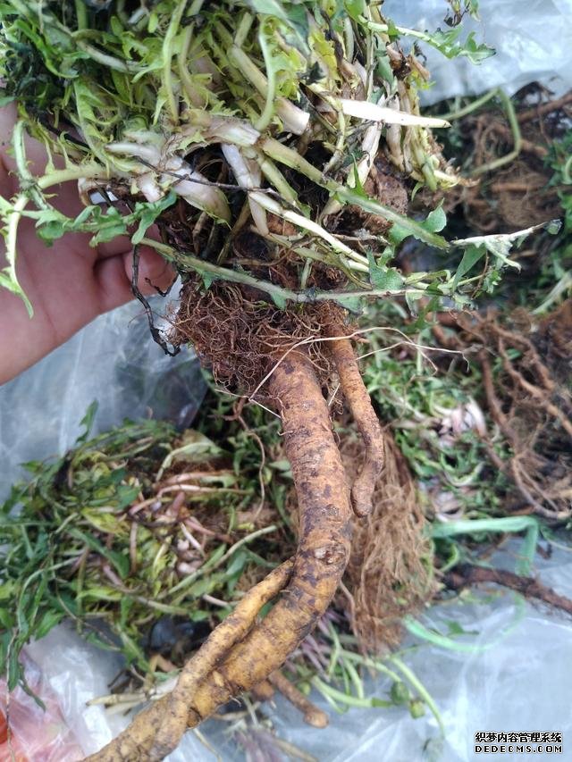 春分時節(jié)這菜要抓緊吃，再晚又得等1年，路邊隨處可見，營養(yǎng)豐富
