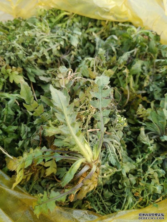 春分時節(jié)這菜要抓緊吃，再晚又得等1年，路邊隨處可見，營養(yǎng)豐富