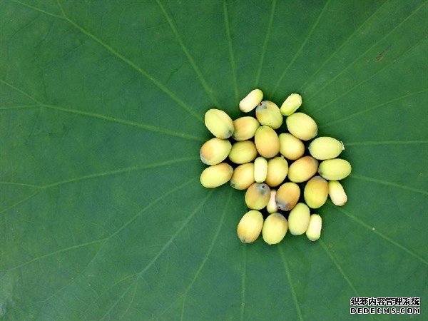 夏天的這種觀賞性植物，是肥胖人士，高血壓患者的食療佳品
