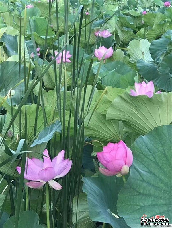 夏天的這種觀賞性植物，是肥胖人士，高血壓患者的食療佳品