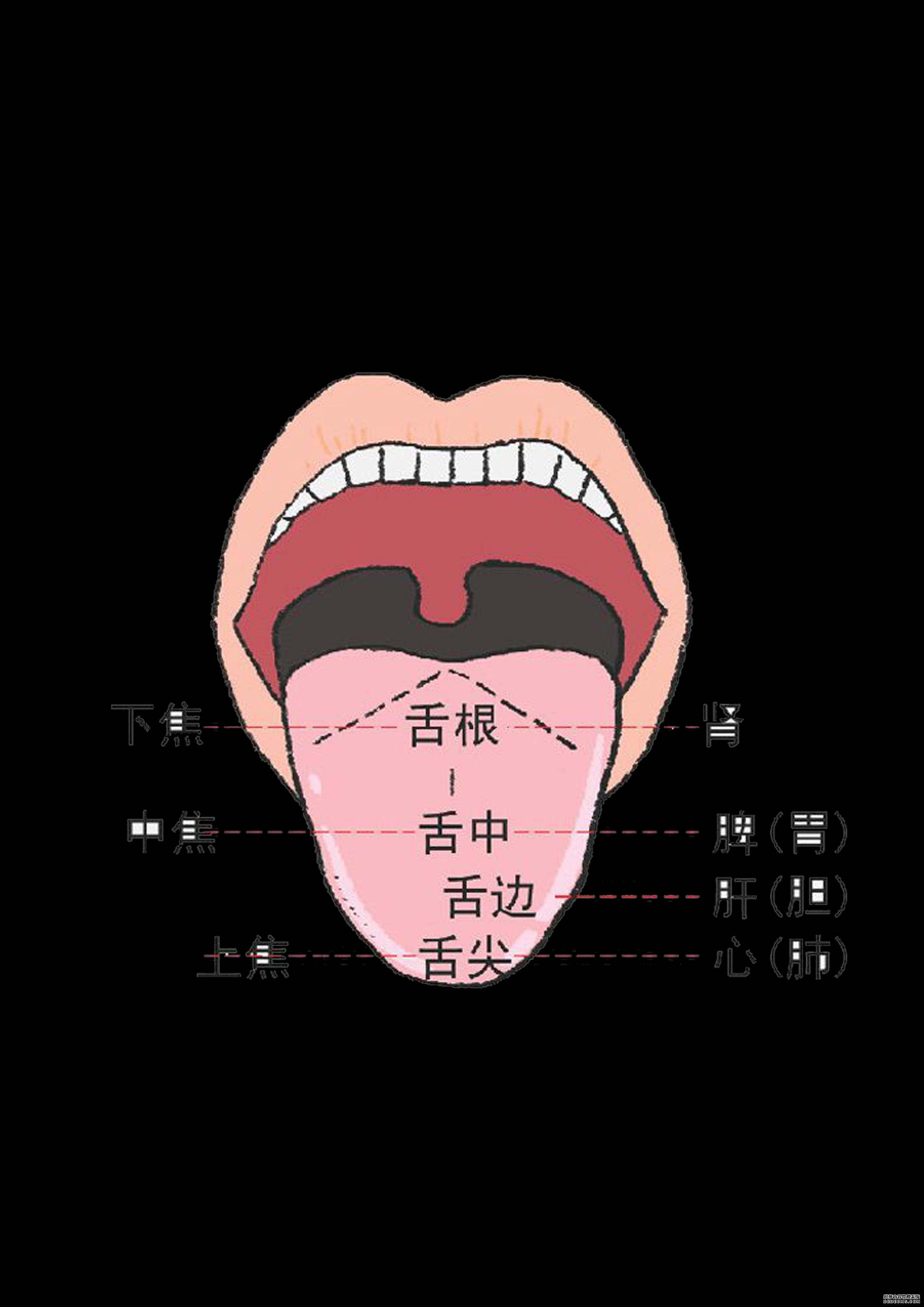 通過舌診，窺探身體的秘密